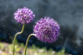Kloster_Rapperswil-11_original